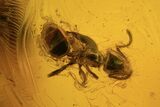 Three Fossil Flies (Diptera) And Ant (Formicidae) In Baltic Amber #109394-2